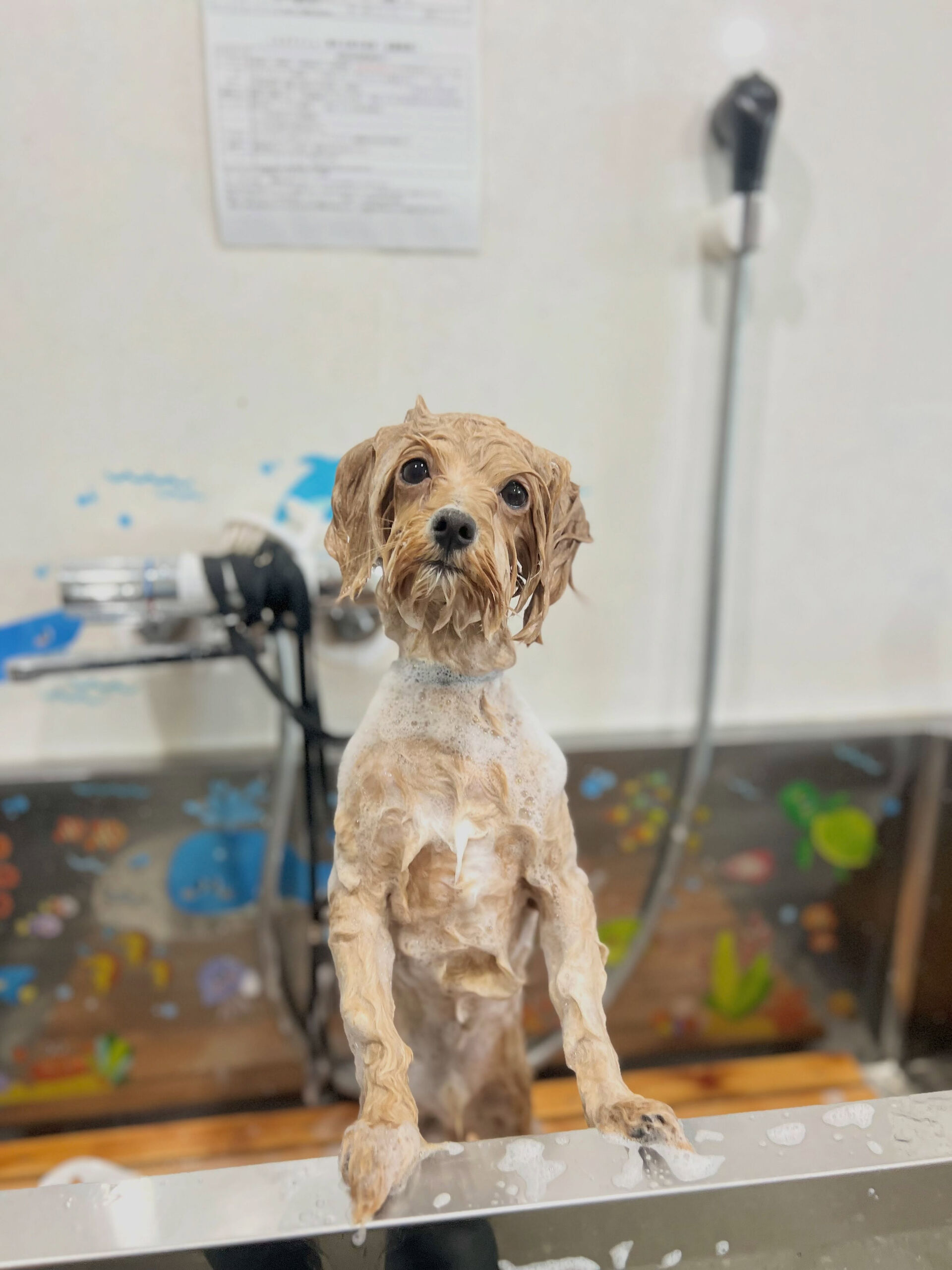 来店いただいた、マルプーのきなこくんです🐶✨