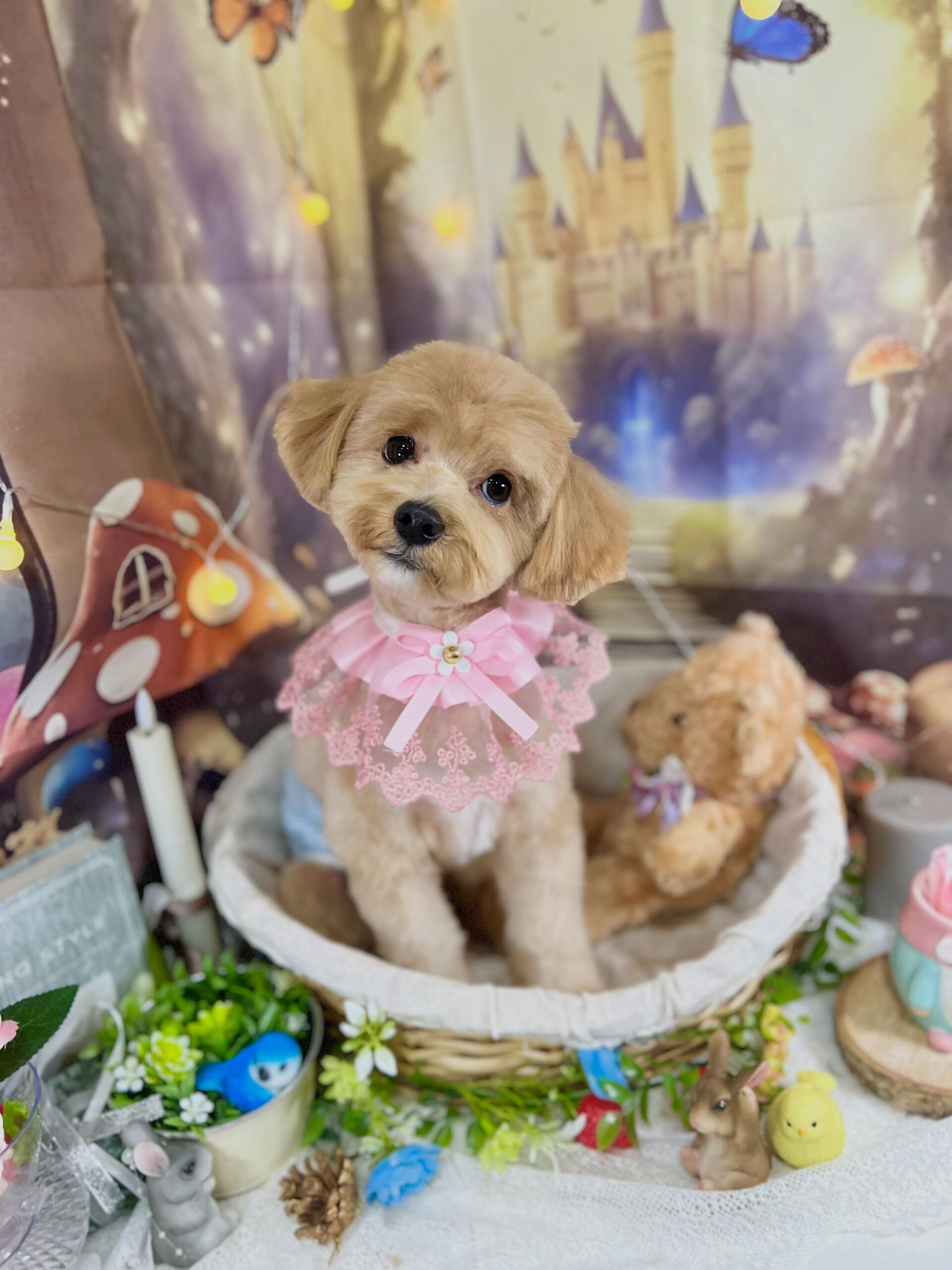 来店いただいた、マルプーのきなこくんです🐶✨