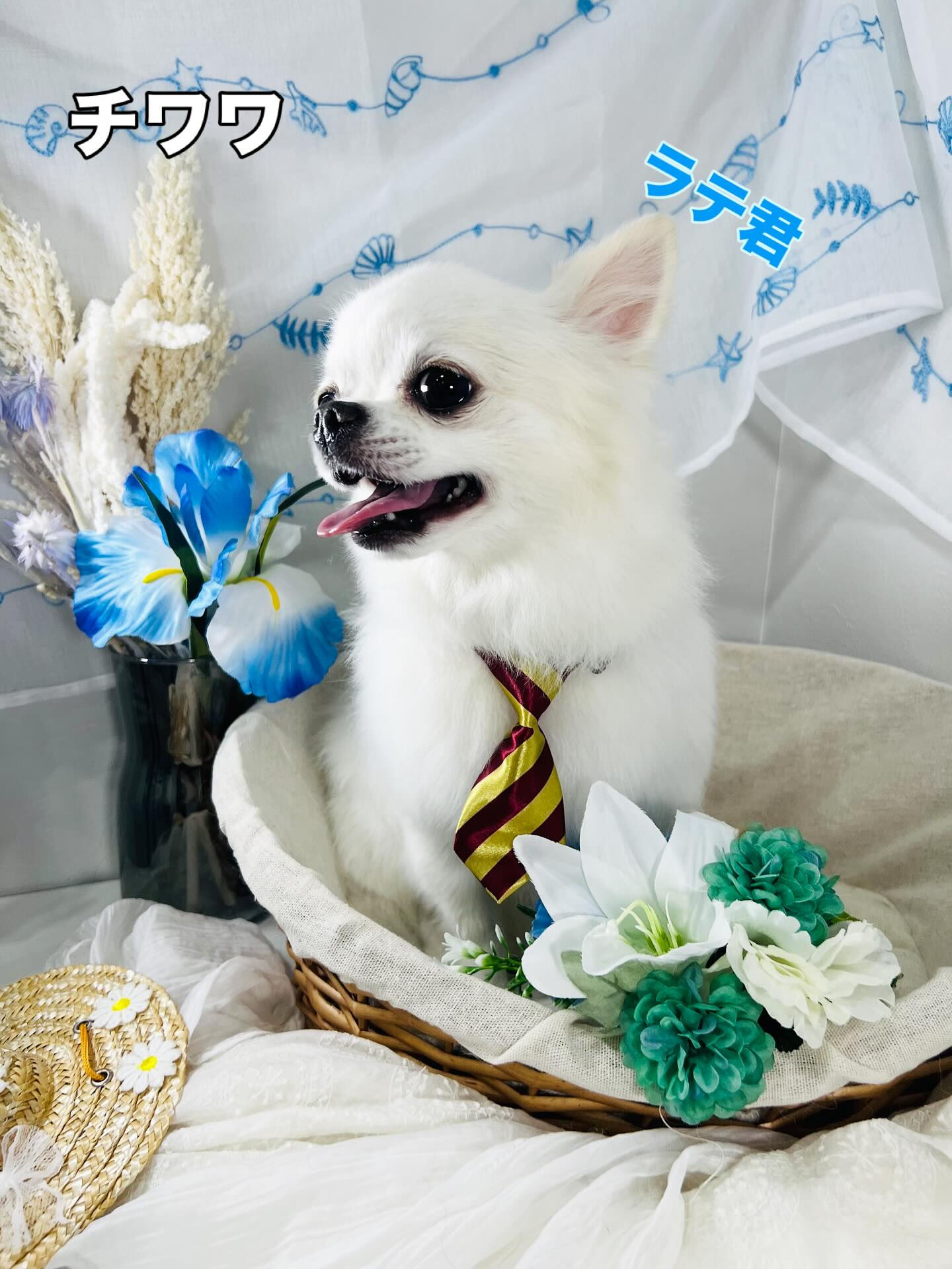ご来店いただいた、ラテ君です！