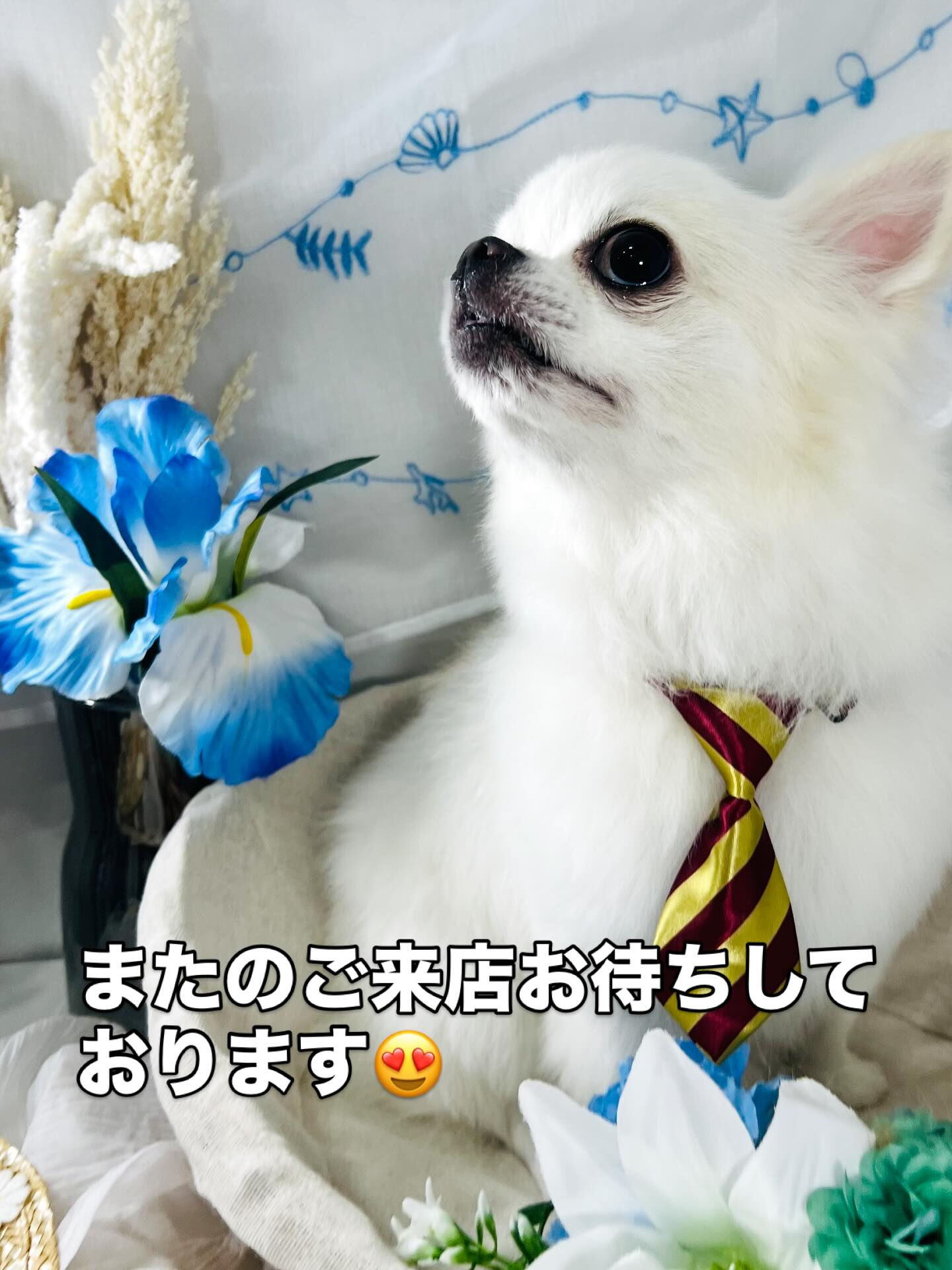 ご来店いただいた、ラテ君です！