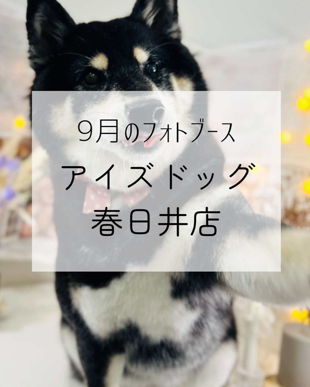 9月限定🍁秋色フォトブース登場🍁