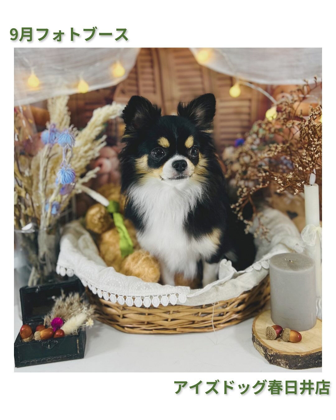 9月限定🍁秋色フォトブース登場🍁