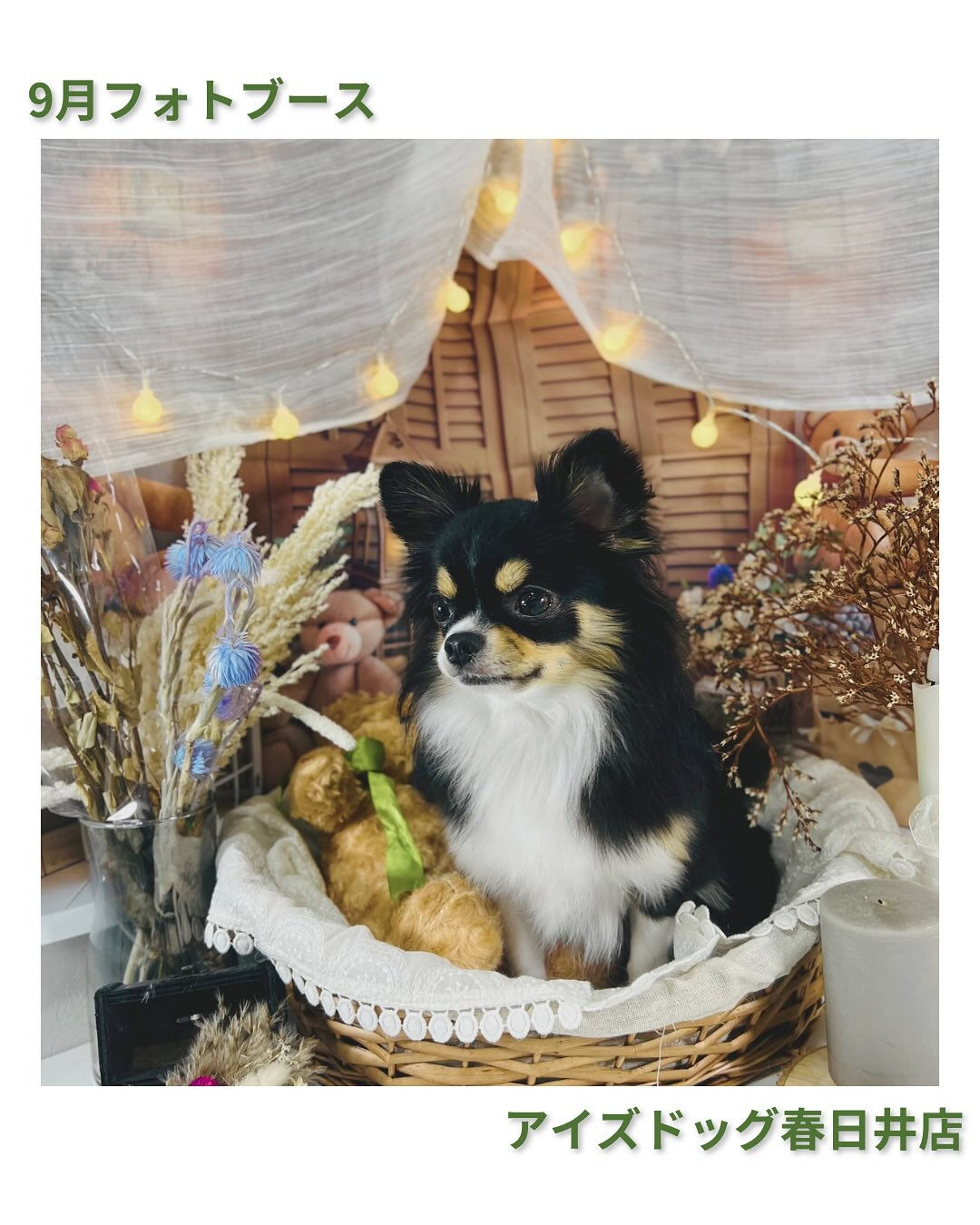 9月限定🍁秋色フォトブース登場🍁
