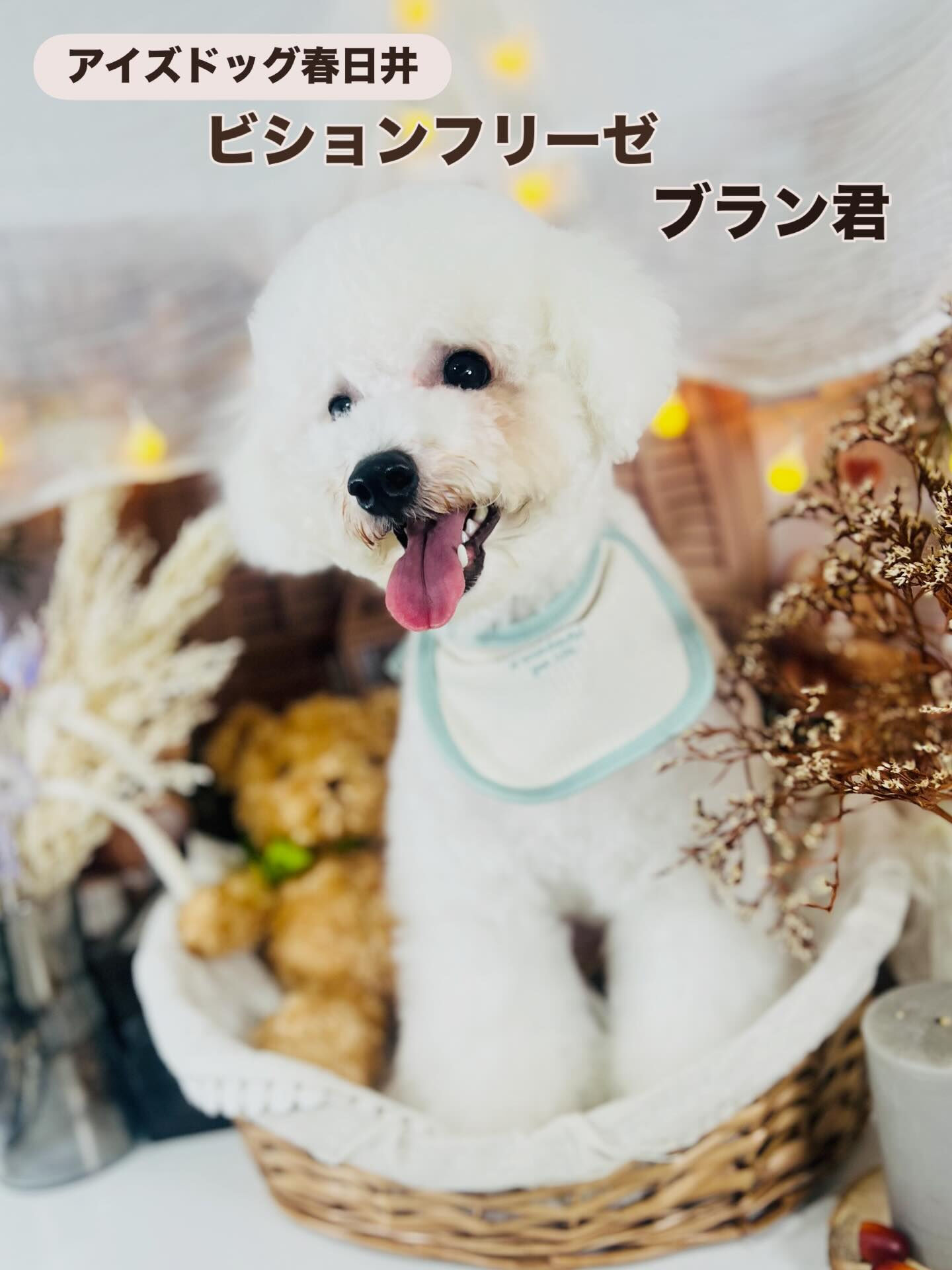 ご来店いただいた、ブランくんです！