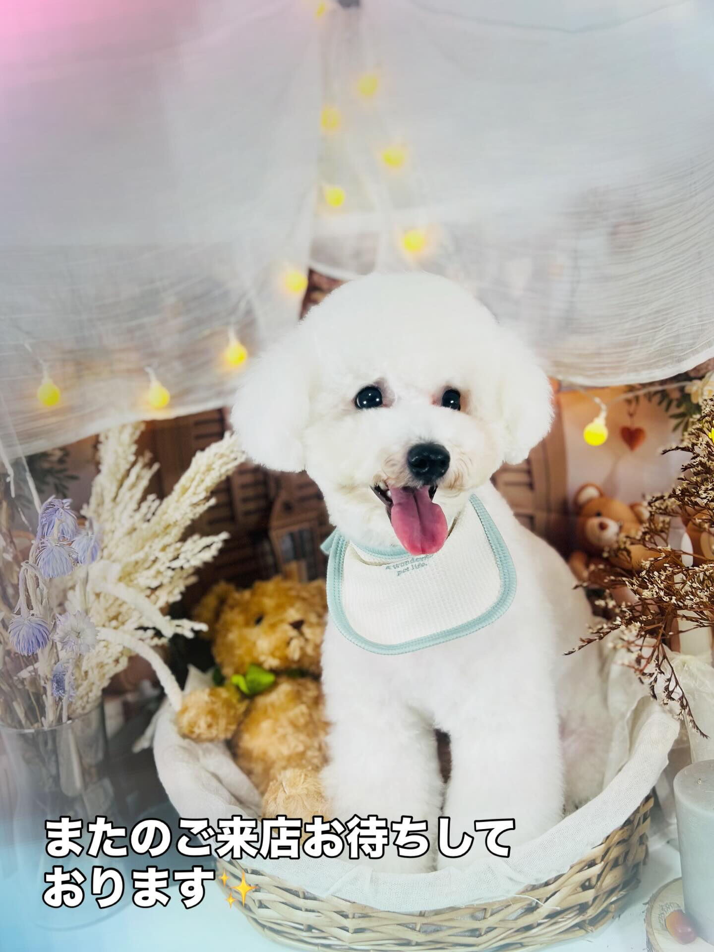 ご来店いただいた、ブランくんです！