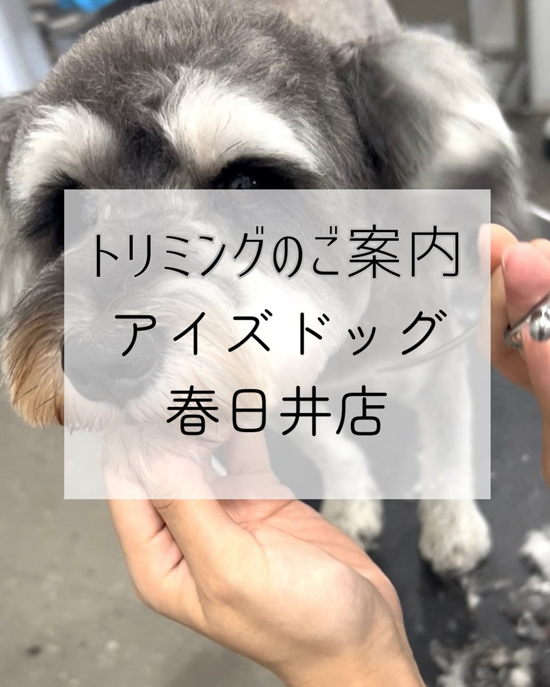 【愛知県春日井市のトリミングサロン✂️】