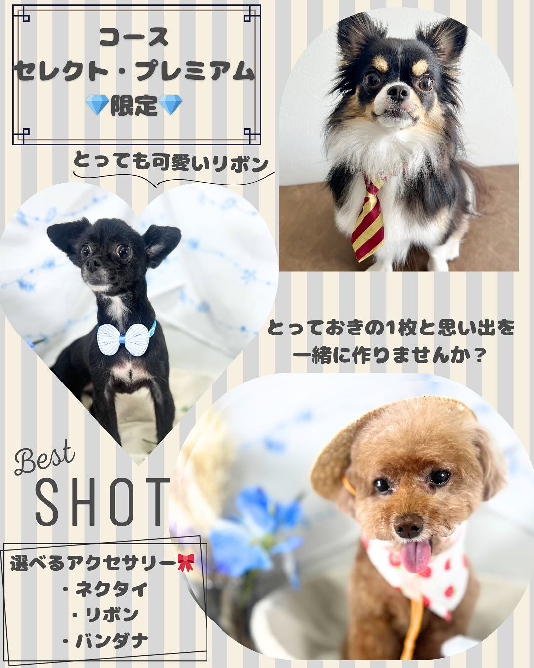 【愛知県春日井市のトリミングサロン✂️】