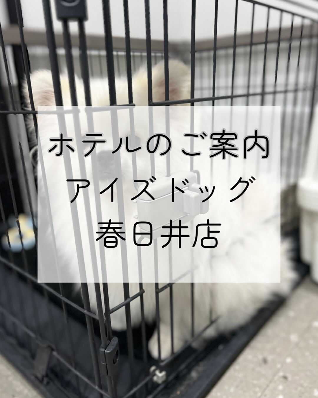 【春日井市のトリミングサロン✂️】