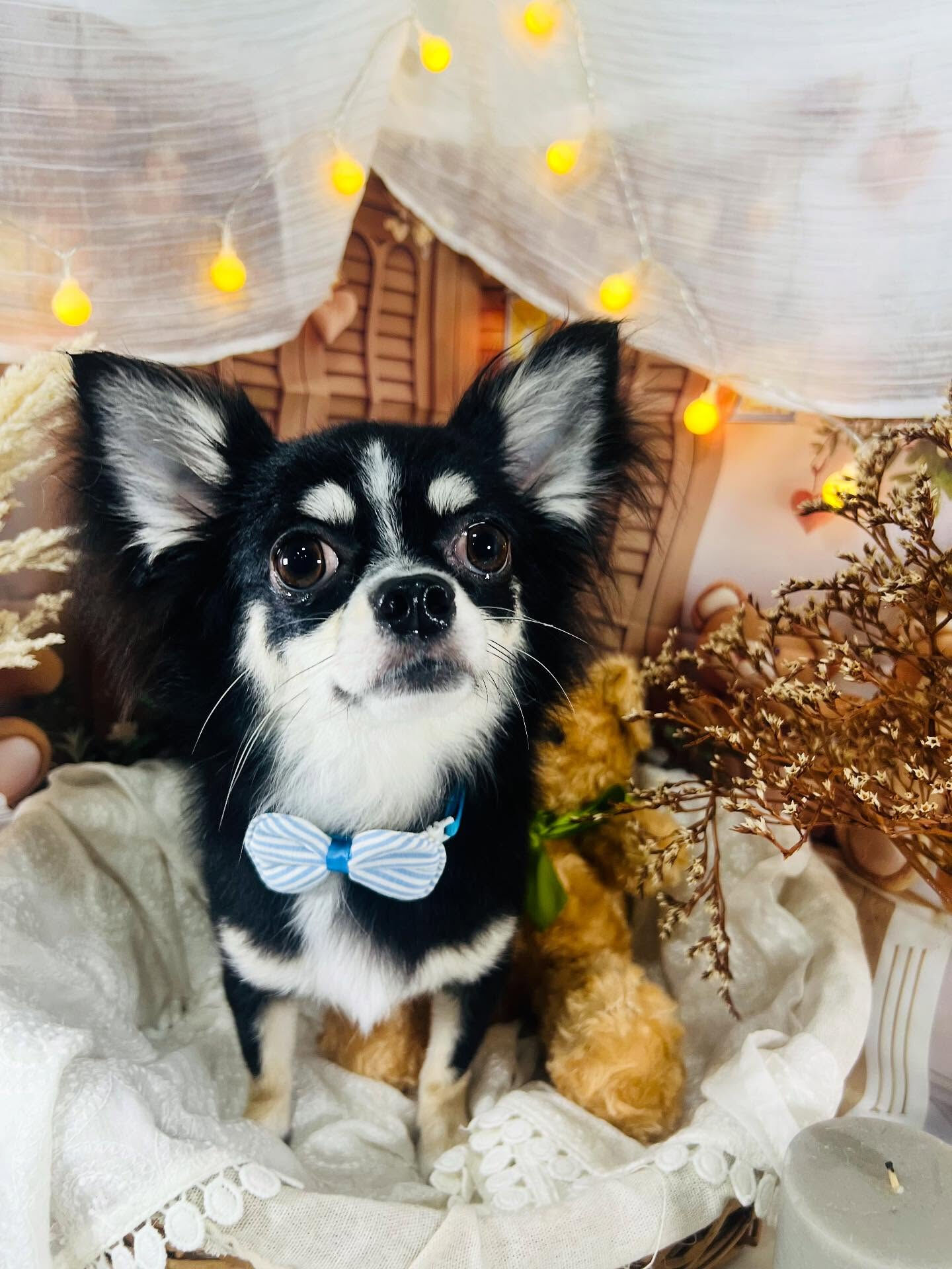 ご来店いただいた、ここちゃんです🐶✨