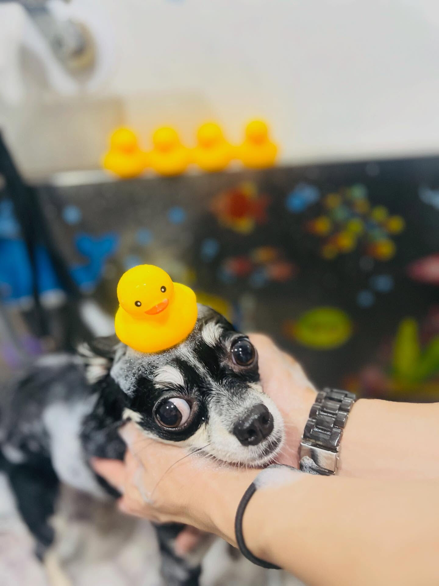 ご来店いただいた、ここちゃんです🐶✨