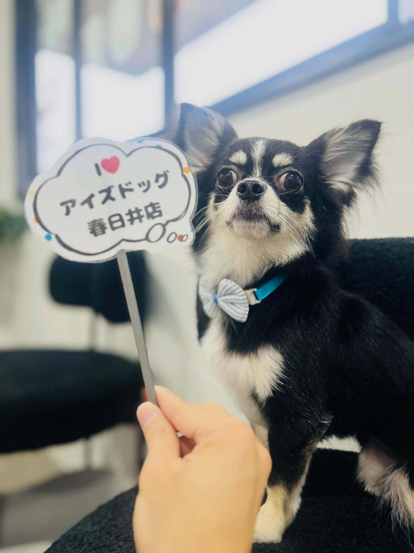 ご来店いただいた、ここちゃんです🐶✨