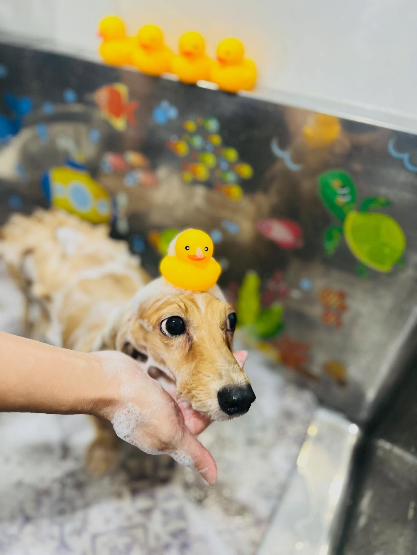 ご来店いただいたアルちゃんです🐶✨