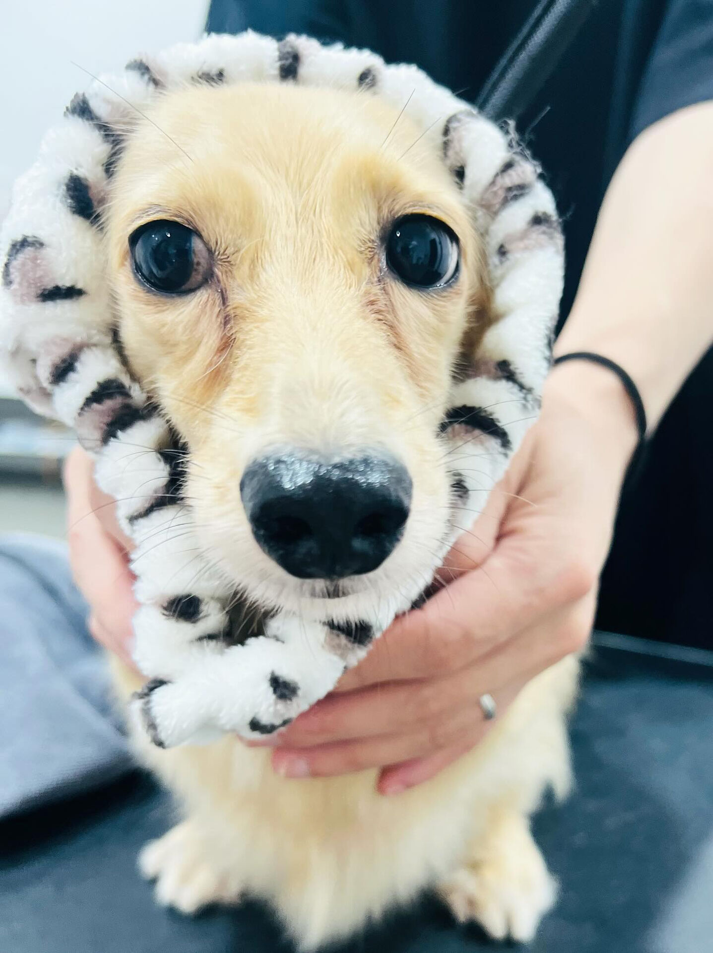 ご来店いただいたアルちゃんです🐶✨