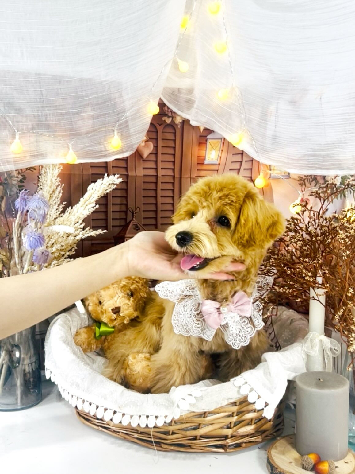 ご来店いただいたあくあちゃんです🐶✨