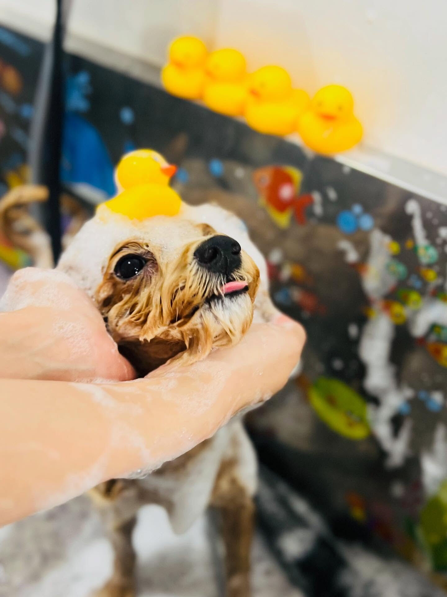 ご来店いただいたあくあちゃんです🐶✨