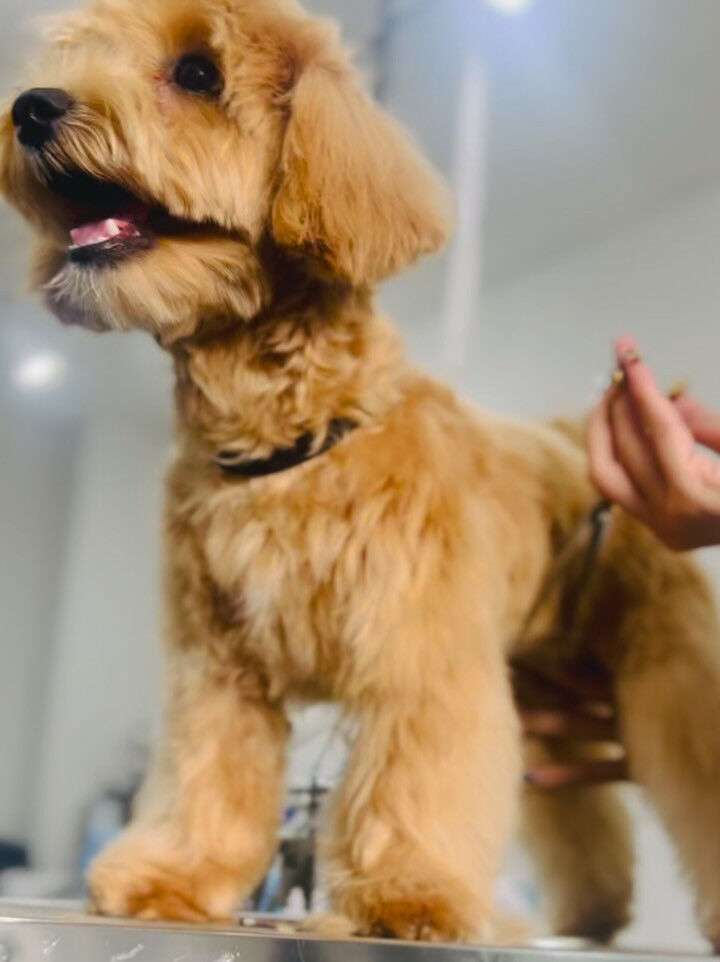 ご来店いただいたあくあちゃんです🐶✨