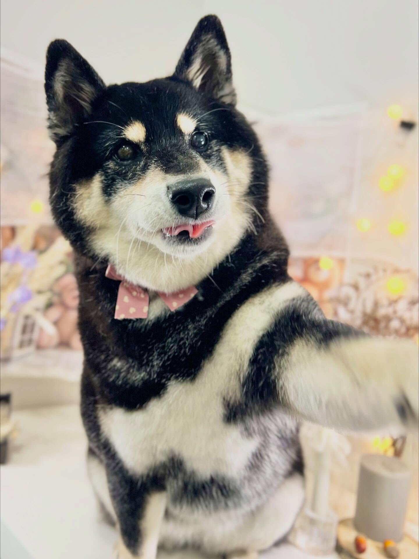 ご来店いただいたしじみちゃんです🐶✨