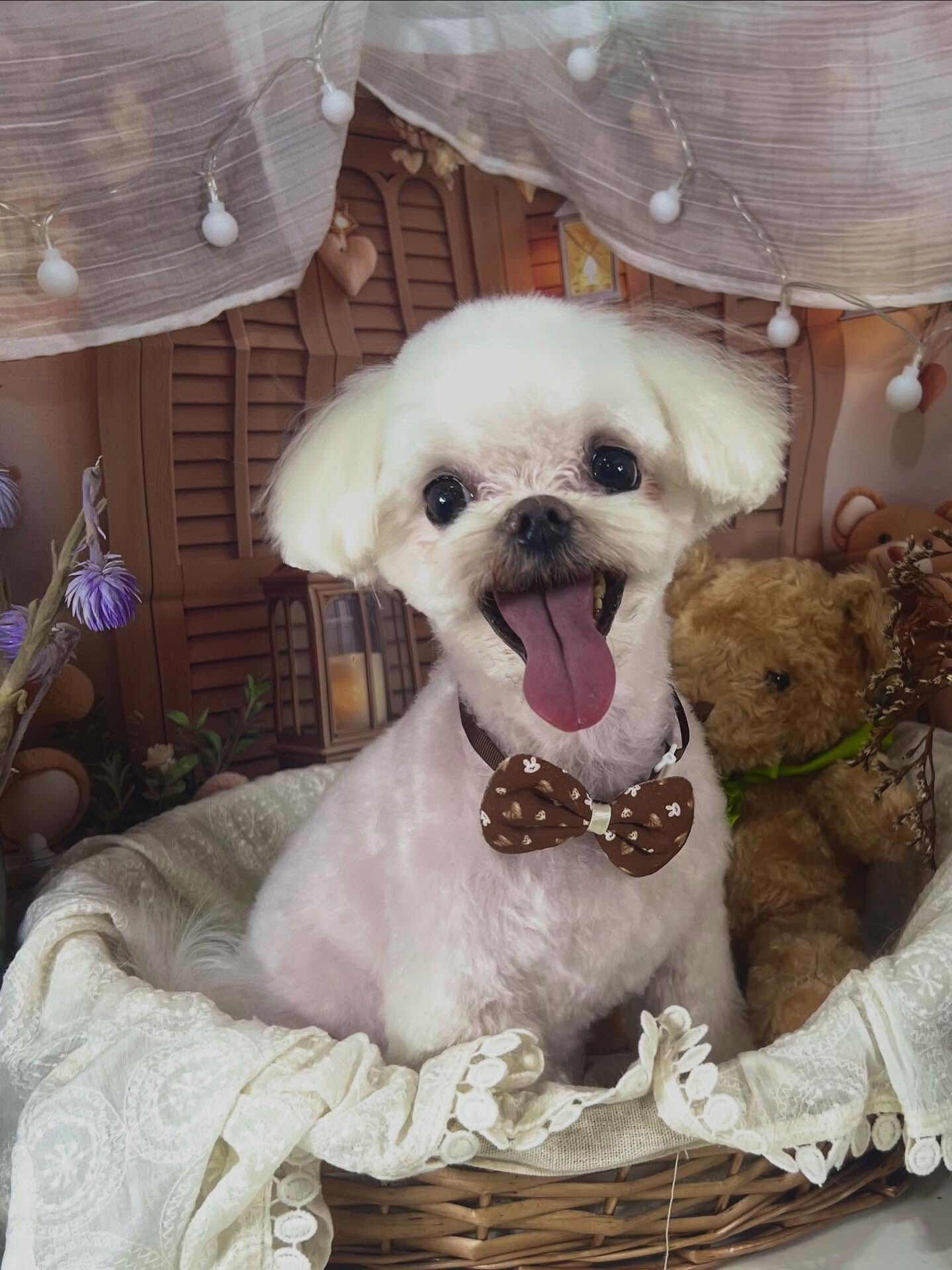 ご来店いただいたティアラちゃんです🐶✨