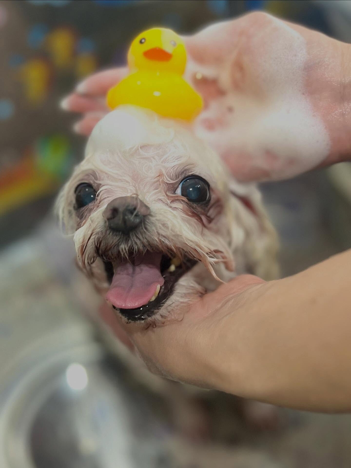 ご来店いただいたティアラちゃんです🐶✨