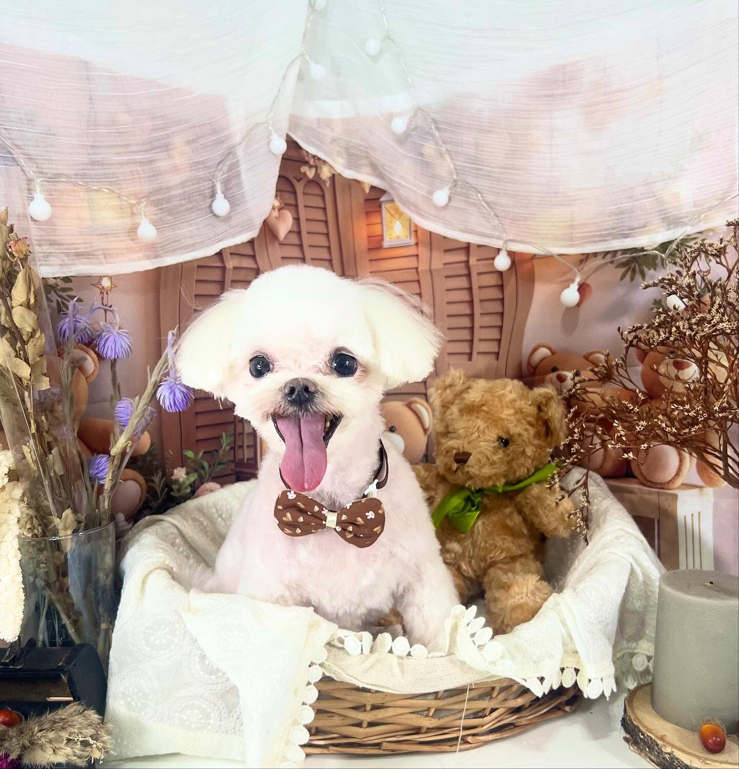 ご来店いただいたティアラちゃんです🐶✨