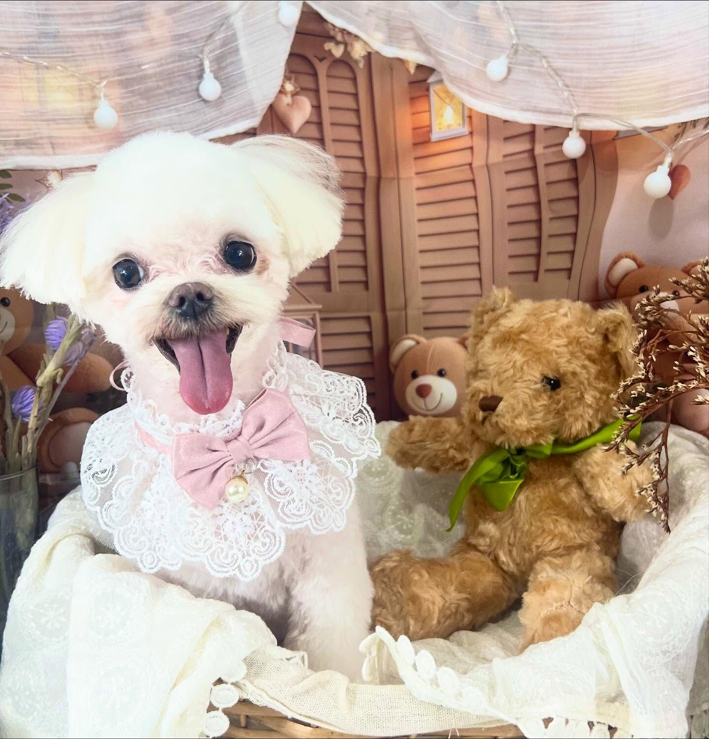 ご来店いただいたティアラちゃんです🐶✨