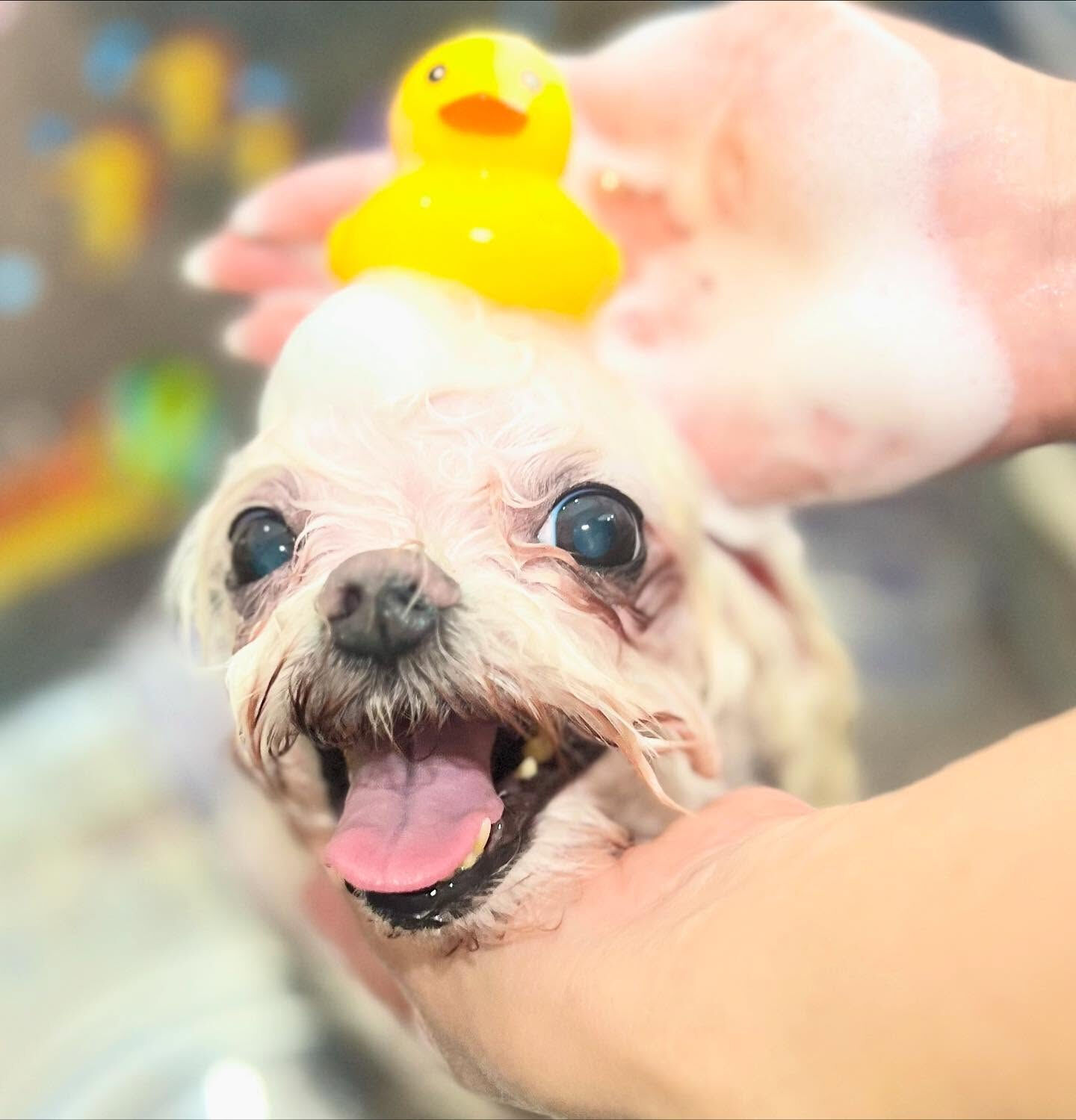 ご来店いただいたティアラちゃんです🐶✨