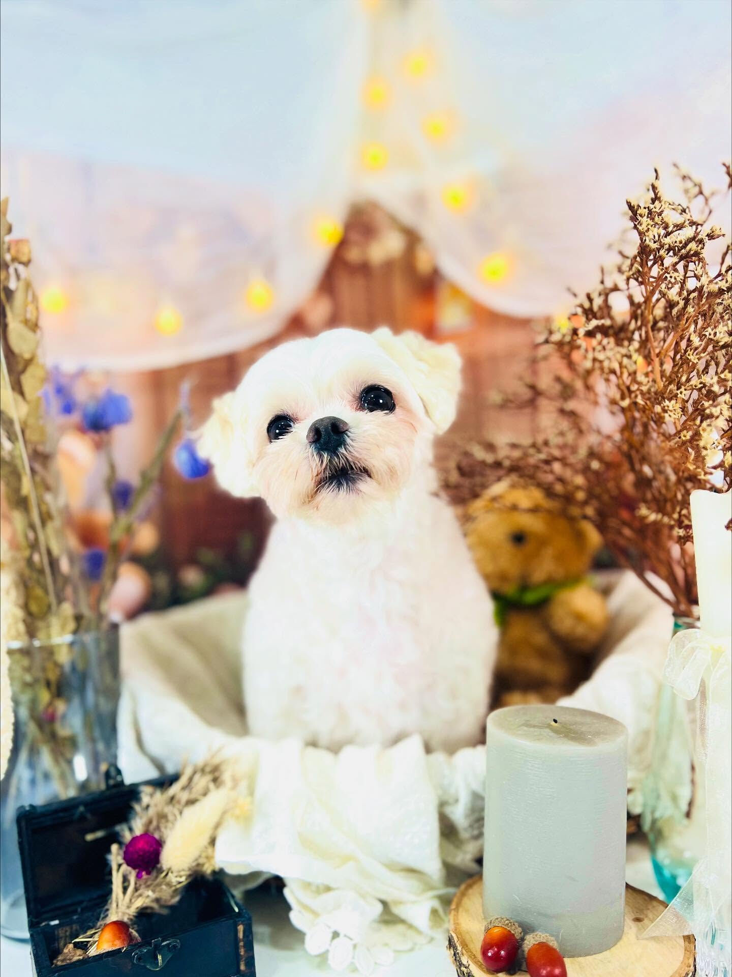 ご来店いただいたリリちゃんです🐶✨