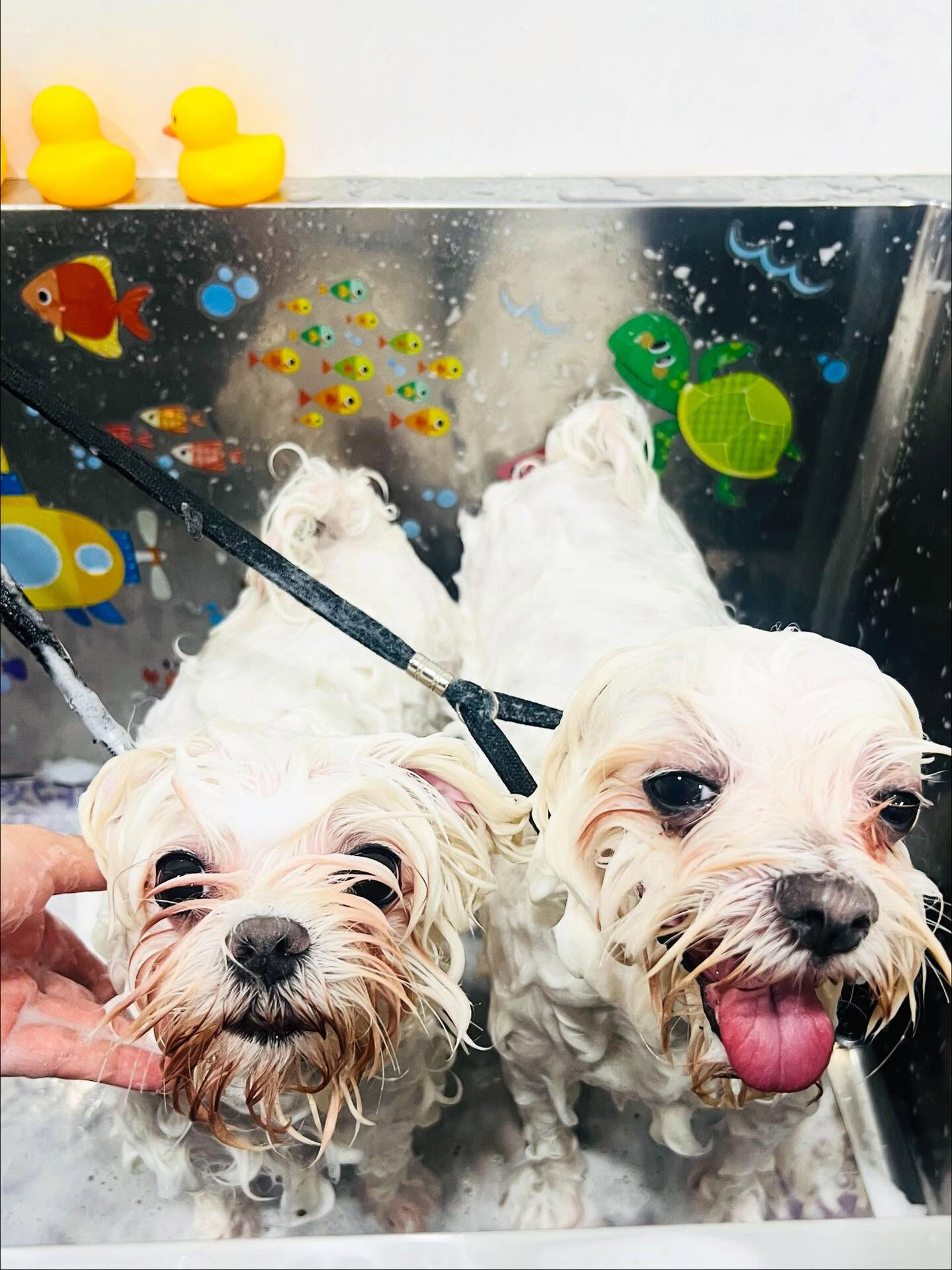 ご来店いただいたリリちゃんです🐶✨