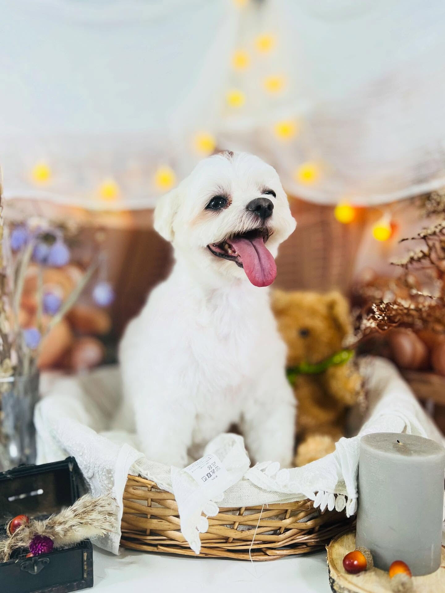 ご来店いただいたマロくんです🐶✨