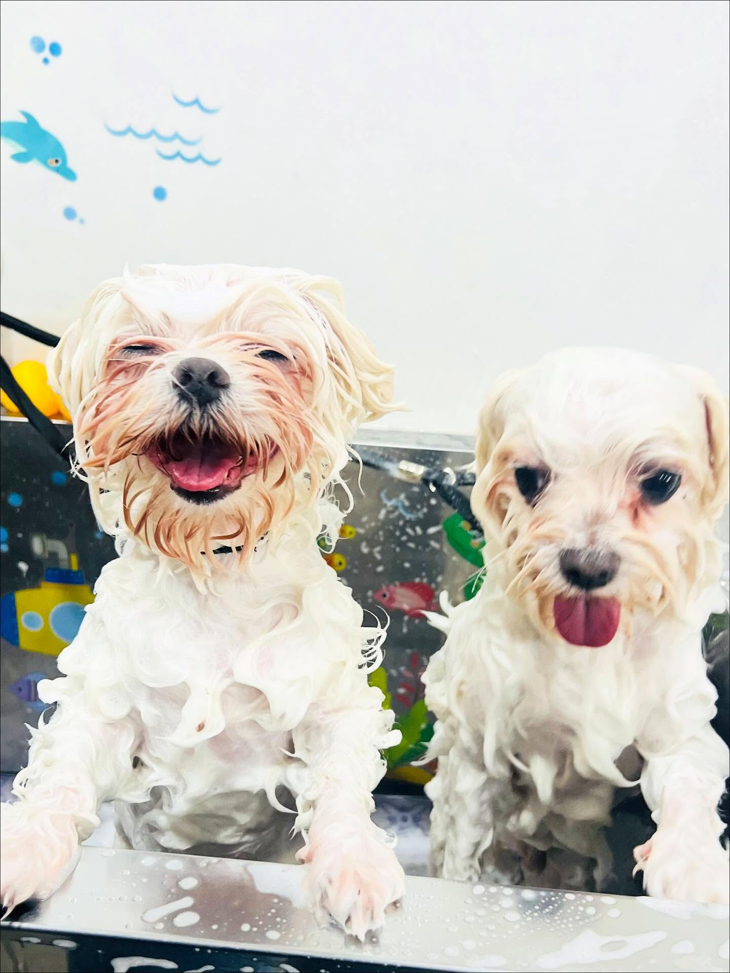 ご来店いただいたマロくんです🐶✨