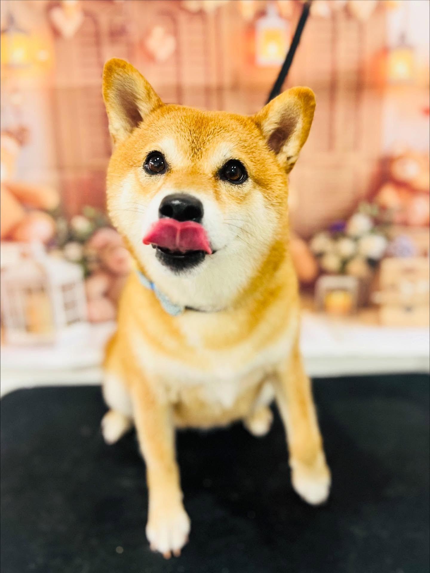 ご来店いただいたベルちゃんです🐶✨