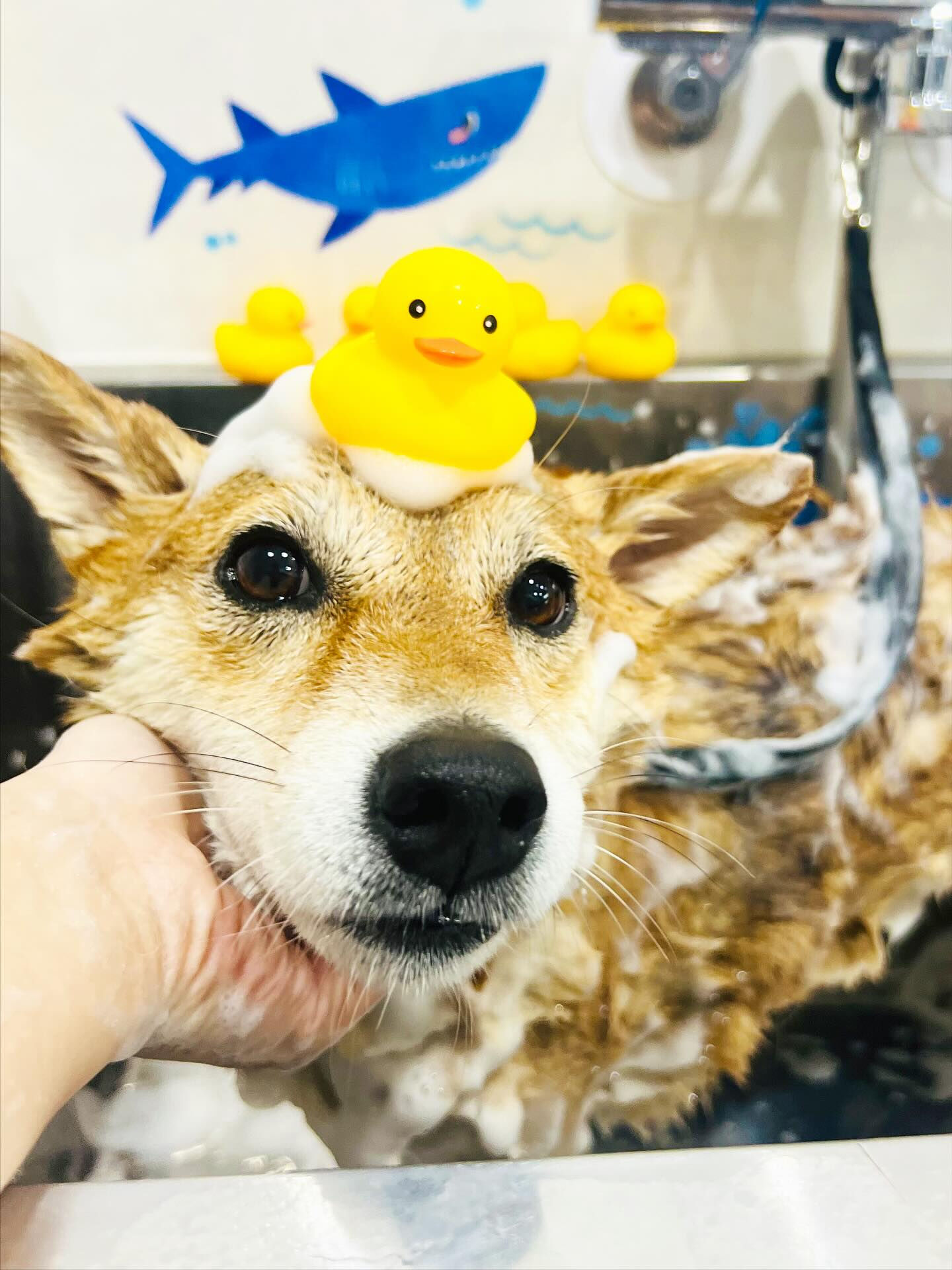 ご来店いただいたベルちゃんです🐶✨