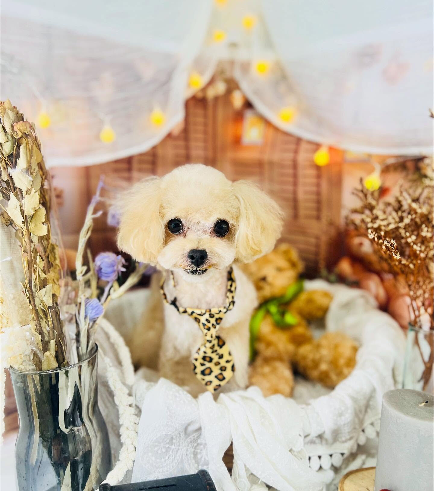 ご来店いただいたソイくんです🐶✨