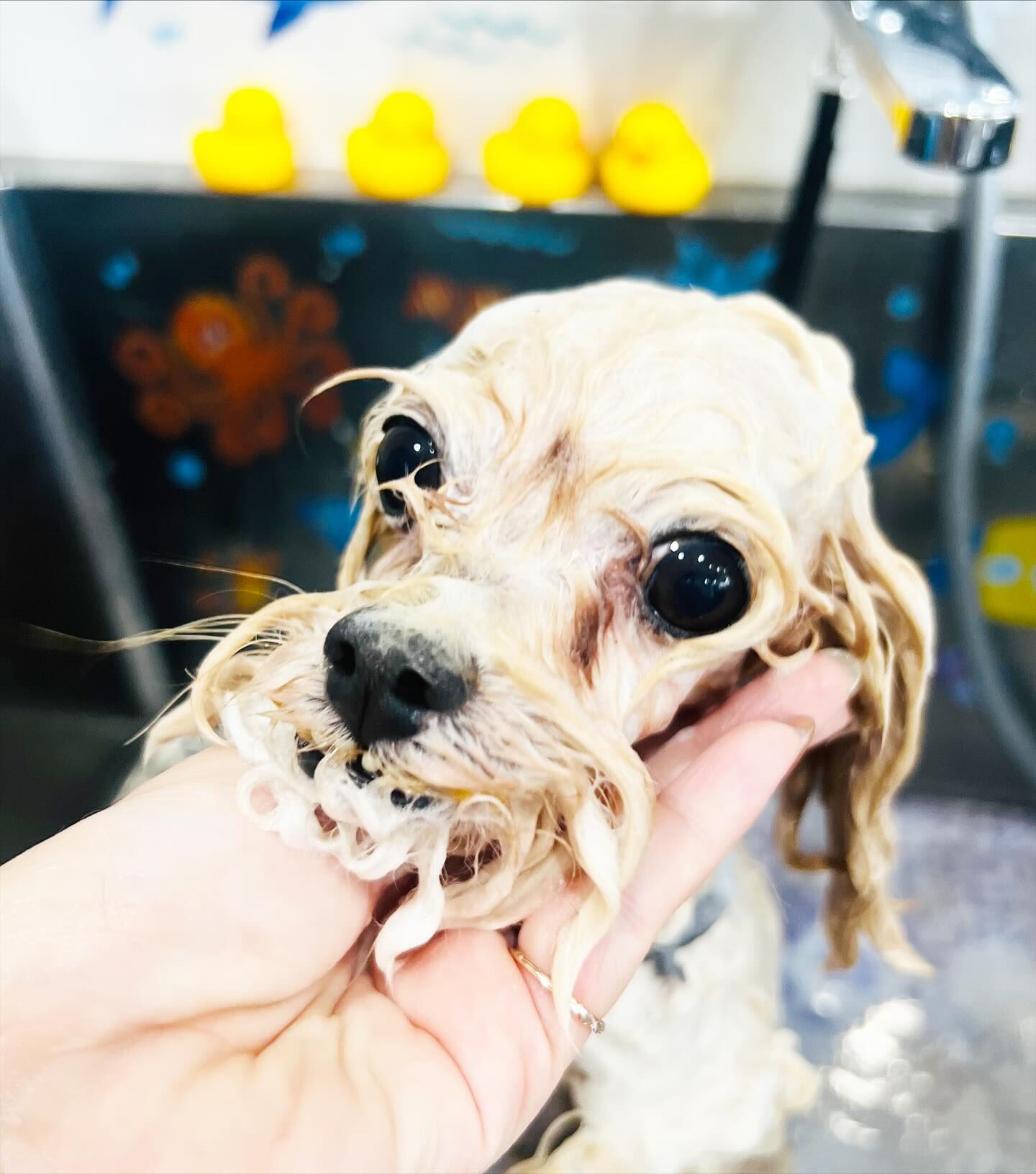 ご来店いただいたソイくんです🐶✨