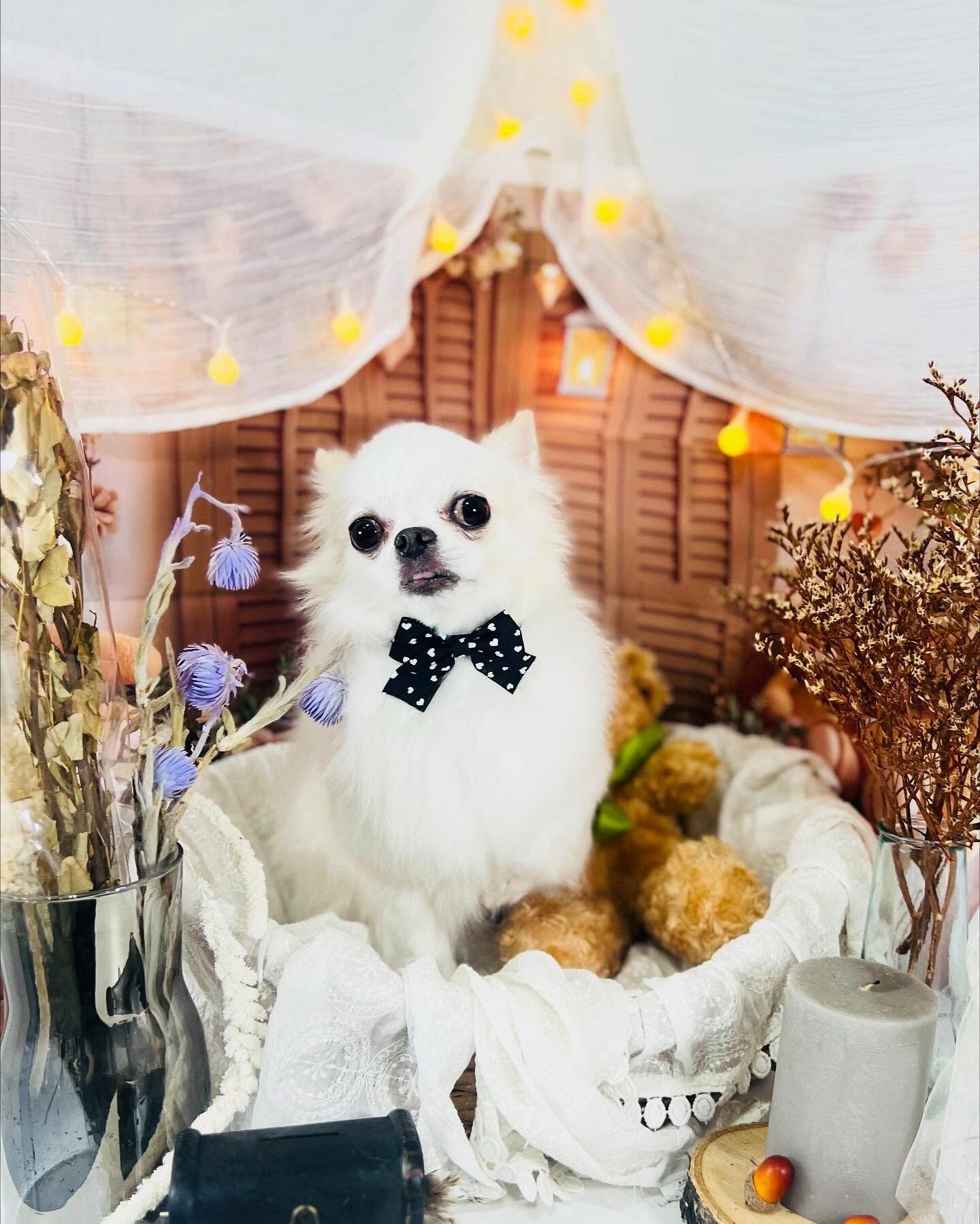 ご来店いただいたらてくんです🐶✨