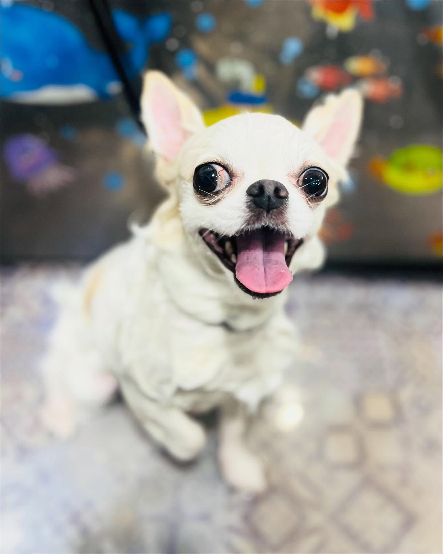 ご来店いただいたらてくんです🐶✨