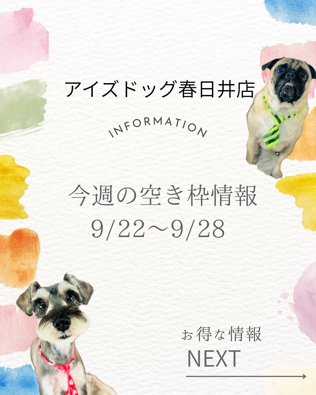 🐾 今週の空き枠＆お得情報 🐾