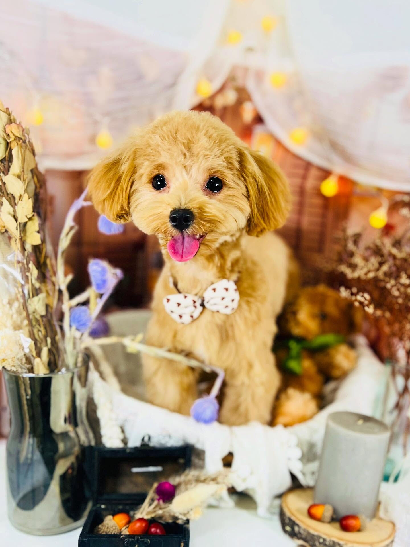 ご来店いただいた華音ちゃんです🐶✨