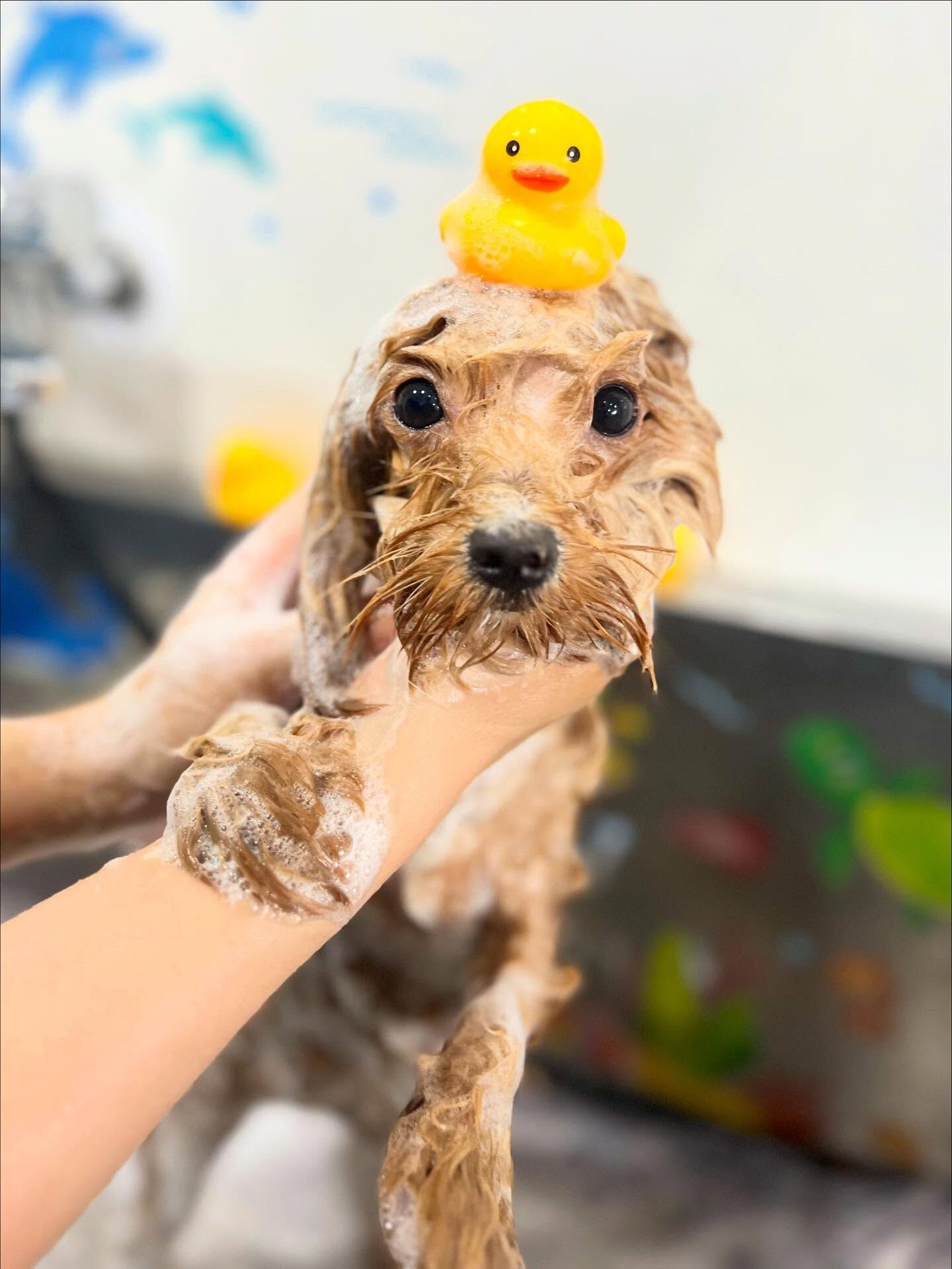 ご来店いただいた華音ちゃんです🐶✨