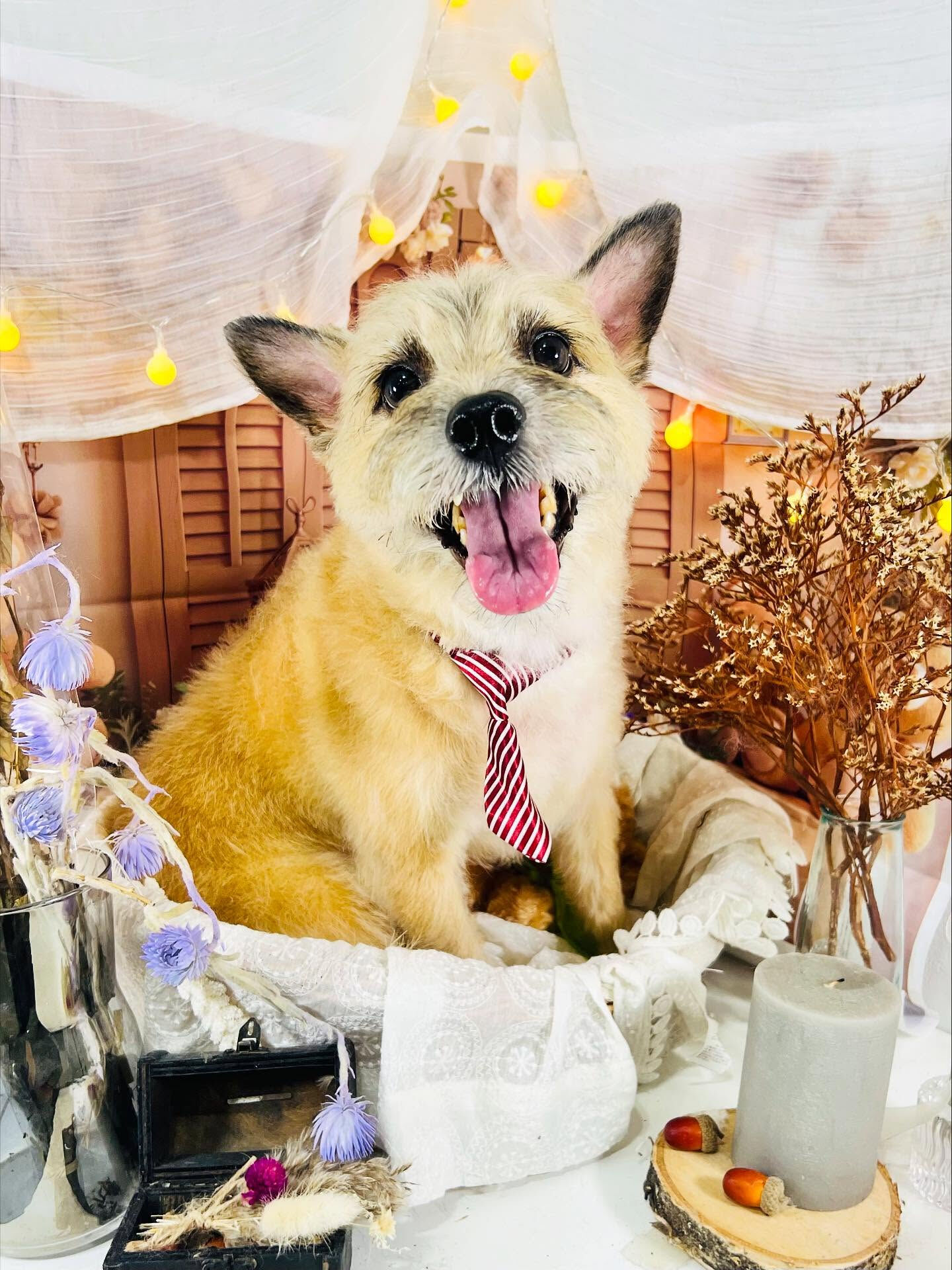 ご来店いただいたきなこくんです🐶✨