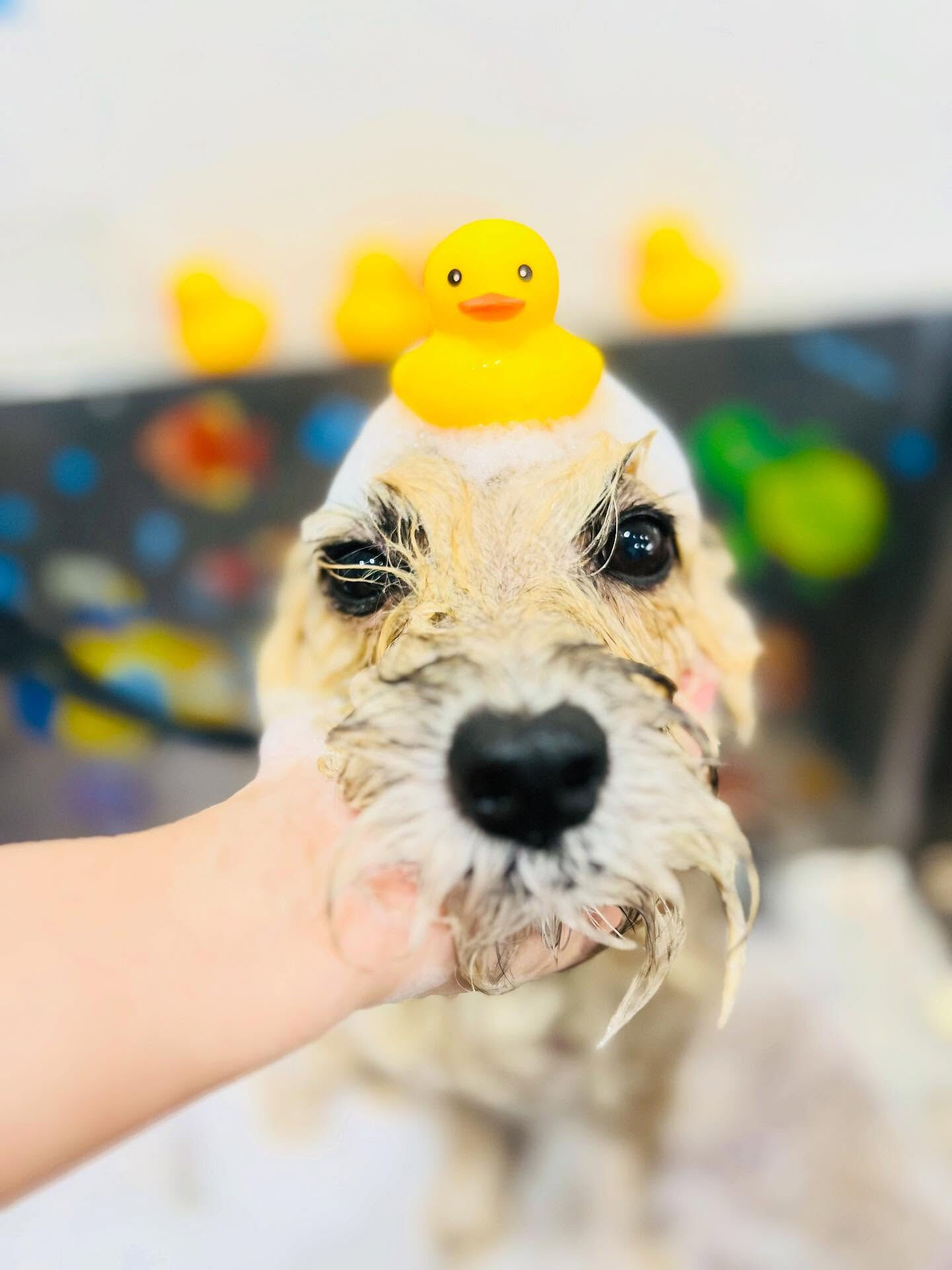 ご来店いただいたきなこくんです🐶✨