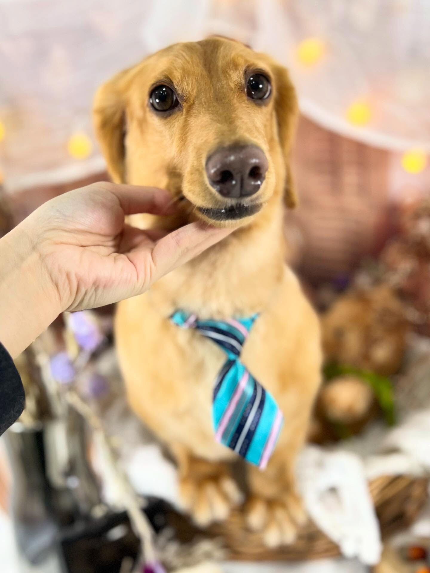 ご来店いただいたクリくんです🐶✨