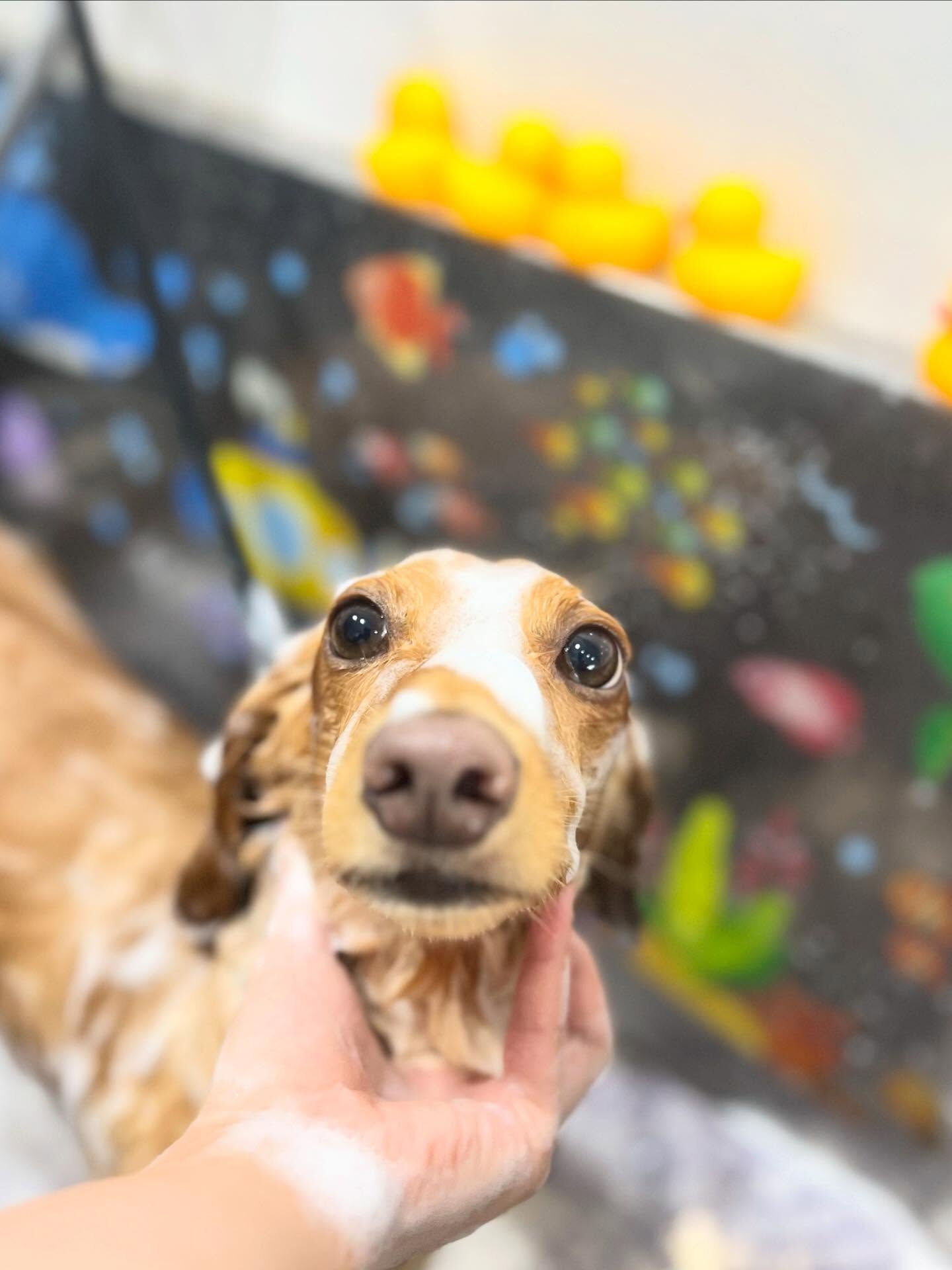 ご来店いただいたクリくんです🐶✨