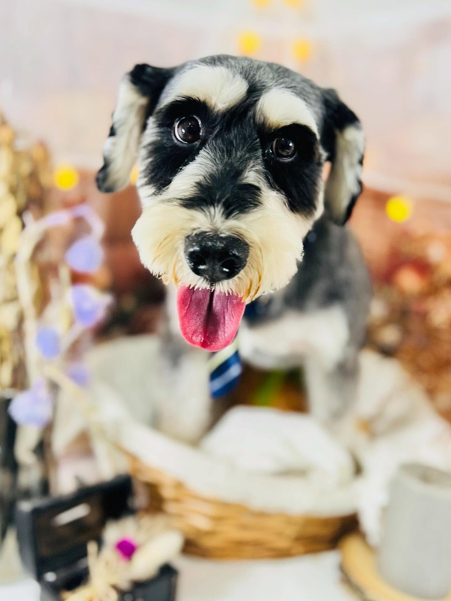 ご来店いただいたティムくんです🐶✨