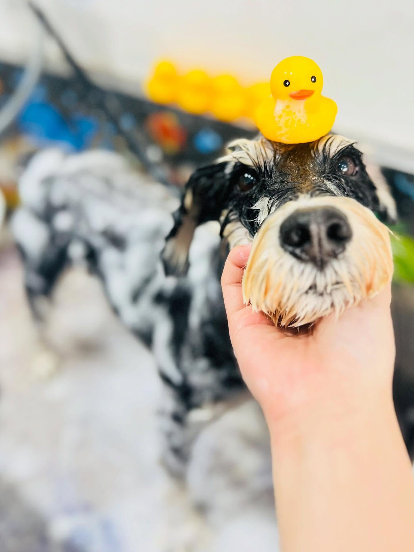 ご来店いただいたティムくんです🐶✨