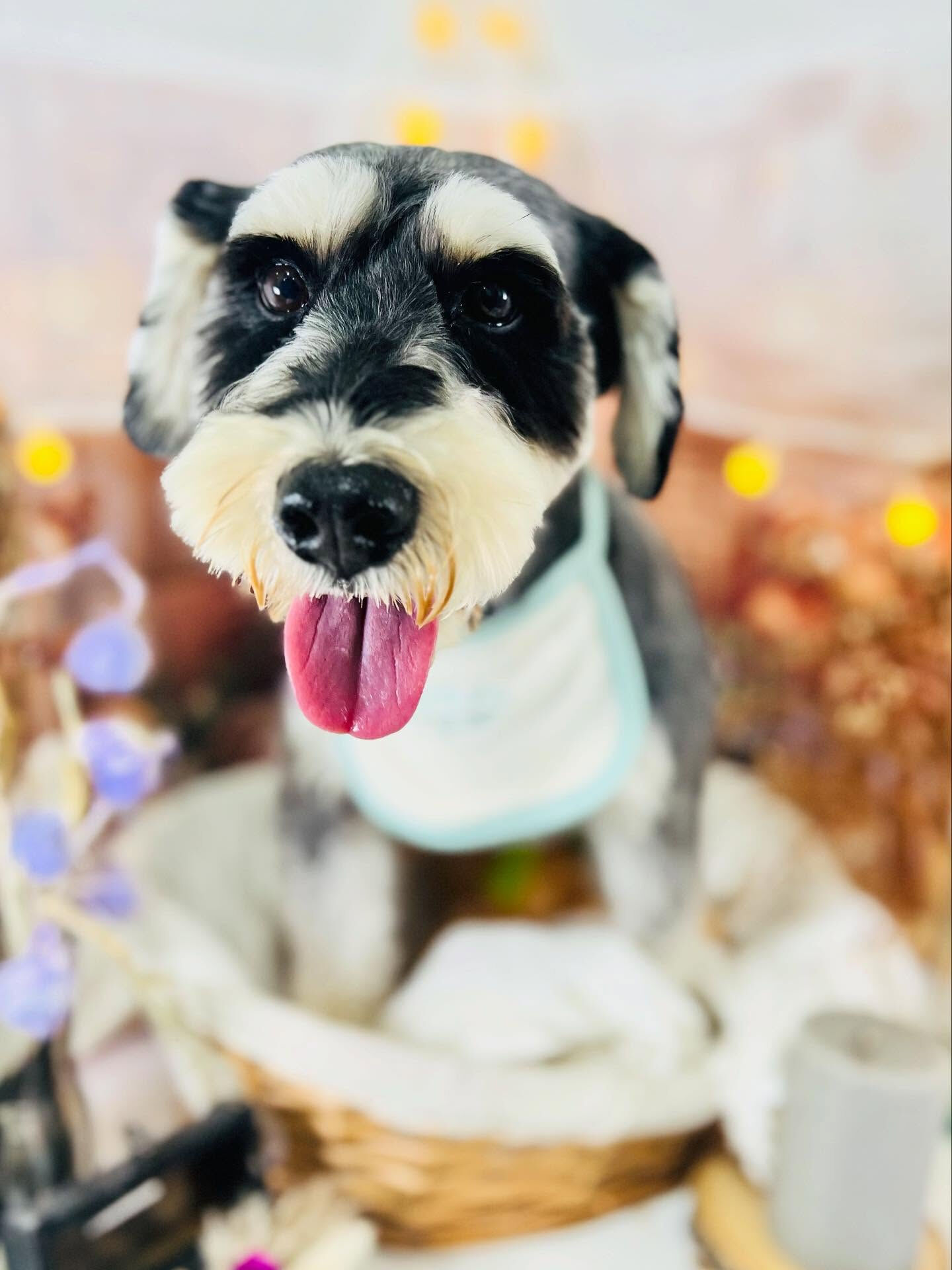 ご来店いただいたティムくんです🐶✨