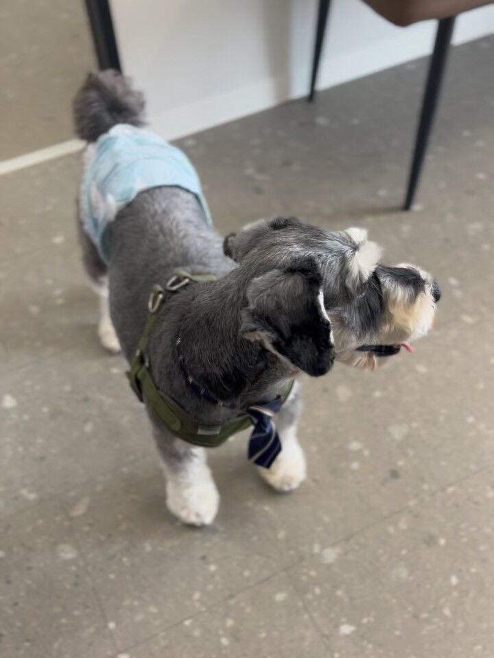 ご来店いただいたティムくんです🐶✨