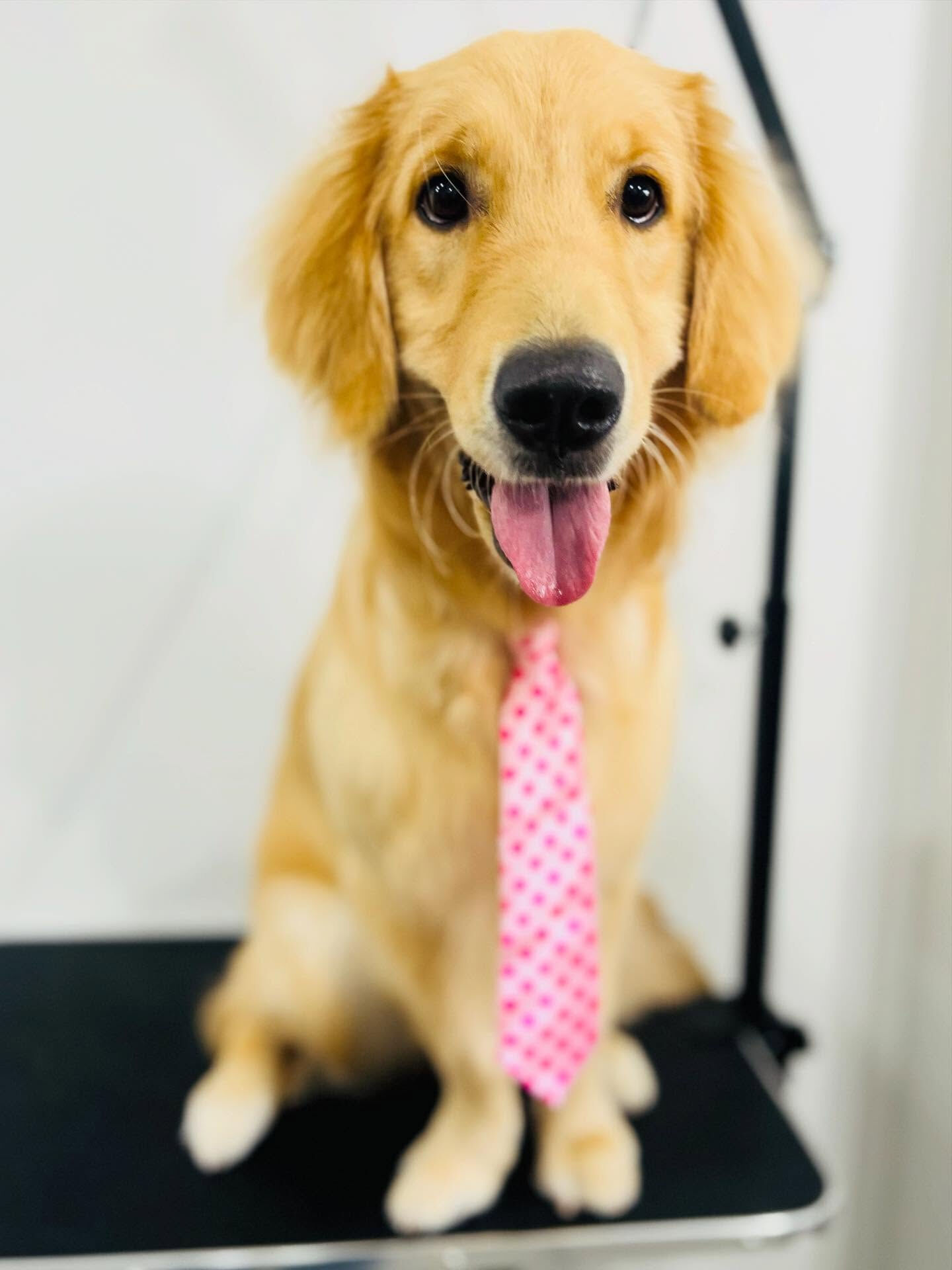 ご来店いただいたハナちゃんです🐶✨