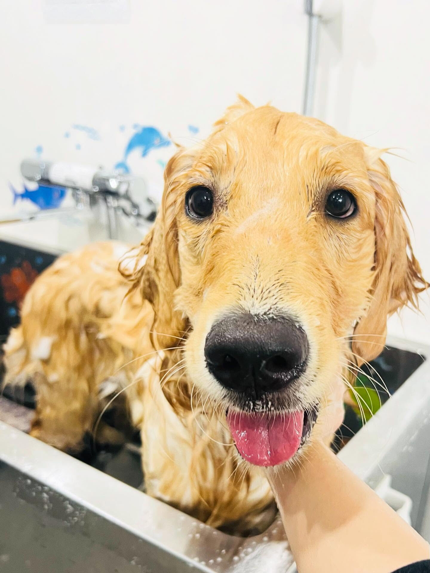ご来店いただいたハナちゃんです🐶✨