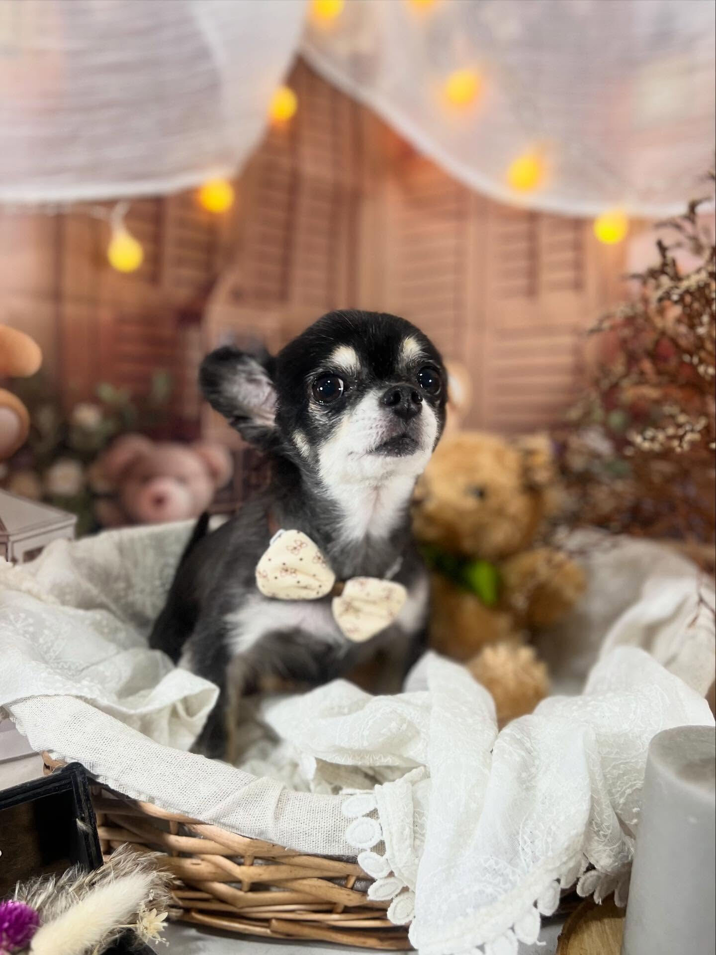 ご来店いただいたカイちゃんです🐶✨